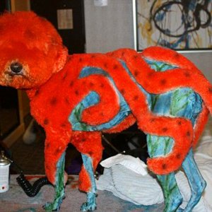 is my owner an idiot (22)