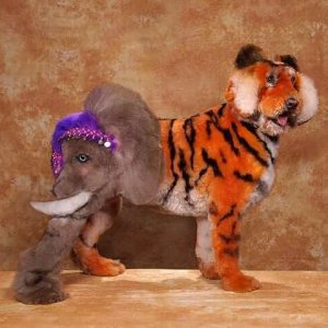 is my owner an idiot (5)