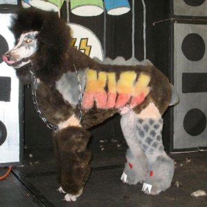 is my owner an idiot (9)