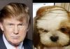 Animals that totally look like celebrities (21 images)