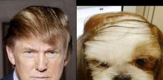 Animals that totally look like celebrities (21 images)
