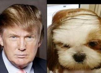 Animals that totally look like celebrities (21 images)