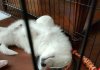 Hilarious pics of dogs acting weird (28 images)