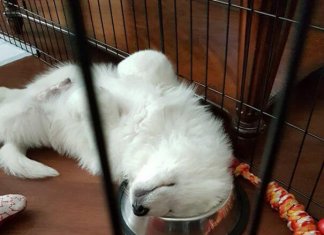 Hilarious pics of dogs acting weird (28 images)