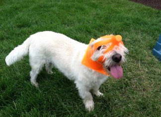 Stuck pets that are pretending everything’s OK (21 images)