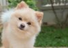This Twitter story about an escaped Pomeranian is a roller-coaster