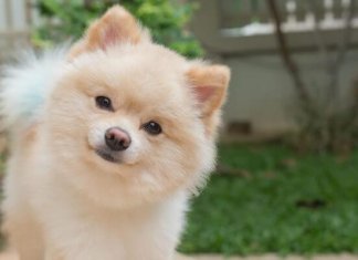 This Twitter story about an escaped Pomeranian is a roller-coaster