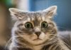 Vet reveals the craziest things pet owners have done, and it’s hard to believe they have actually happened