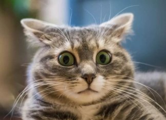 Vet reveals the craziest things pet owners have done, and it’s hard to believe they have actually happened