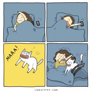 What It’s Like To Live With A Cat (10)