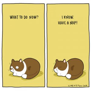 What It’s Like To Live With A Cat (12)