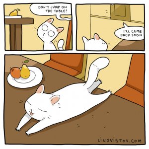 What It’s Like To Live With A Cat (18)