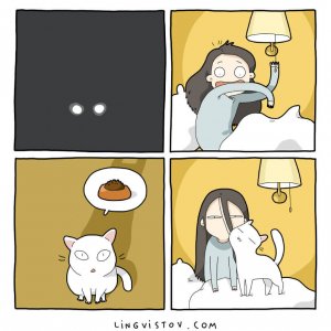 What It’s Like To Live With A Cat (4)