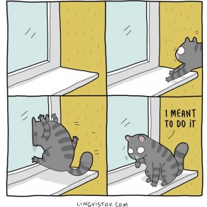 What It’s Like To Live With A Cat (5)