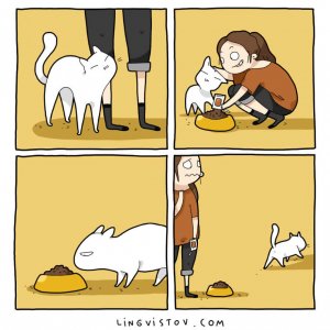 What It’s Like To Live With A Cat (9)
