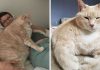 33-pound cat on a weight loss journey