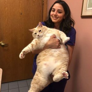 33-Pound Cat (10)