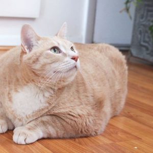 33-Pound Cat (13)