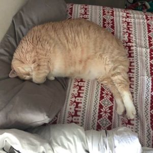 33-Pound Cat (14)