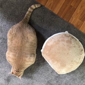 33-Pound Cat (15)