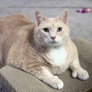 33-Pound Cat (2)