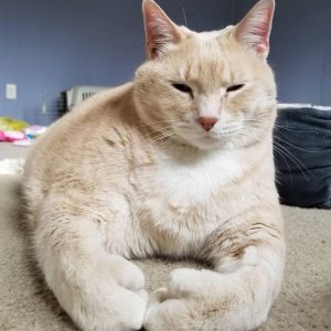 33-Pound Cat (5)