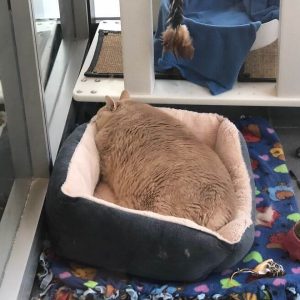 33-Pound Cat (6)