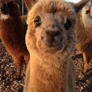 Alpacas That Will Make You Smile (1)