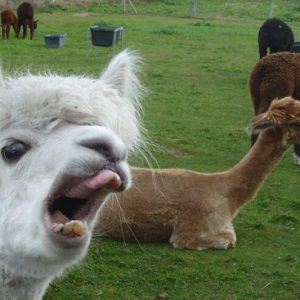 Alpacas That Will Make You Smile (10)