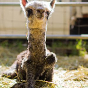 Alpacas That Will Make You Smile (12)