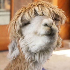 Alpacas That Will Make You Smile (14)