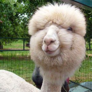 Alpacas That Will Make You Smile (16)