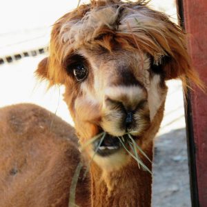 Alpacas That Will Make You Smile (17)