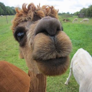 Alpacas That Will Make You Smile (18)