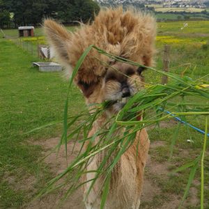 Alpacas That Will Make You Smile (19)