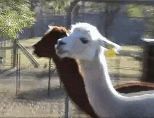 Alpacas That Will Make You Smile (2)