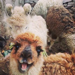 Alpacas That Will Make You Smile (2)