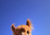 Alpacas that will make you smile (21 images)