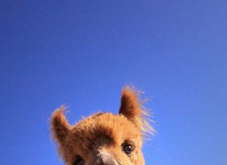 Alpacas that will make you smile (21 images)