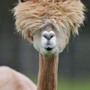 Alpacas That Will Make You Smile (3)