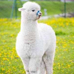 Alpacas That Will Make You Smile (4)