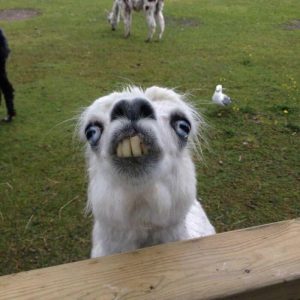 Alpacas That Will Make You Smile (5)