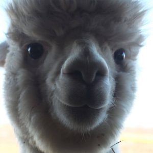 Alpacas That Will Make You Smile (6)