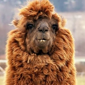 Alpacas That Will Make You Smile (7)