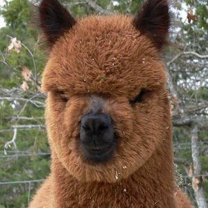 Alpacas That Will Make You Smile (8)