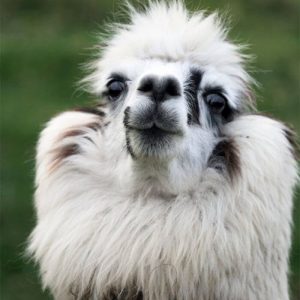 Alpacas That Will Make You Smile (9)