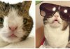 Happy Monty was born with a feline Down Syndrome and he is just pawsome!