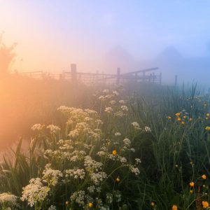 I Photographed Dutch Windmills In The Fog And The Results Are Magical (6)