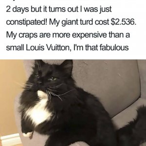 Times Asshole Cats Were Publicly Shamed For Their Hilariously Horrible Crimes (1)