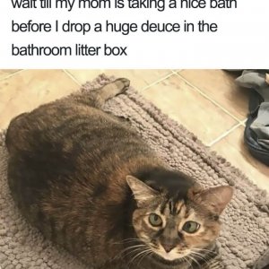 Times Asshole Cats Were Publicly Shamed For Their Hilariously Horrible Crimes (16)